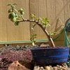 Harmony Bonsai gift card