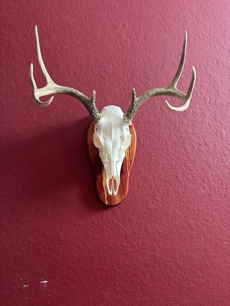 C&M Taxidermy - taxidermy in Katy, TX