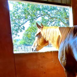 Silver Horse Ranch Tx