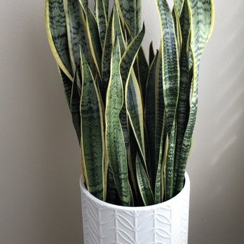 SACHI.LA - Beautiful Snake Plant (planter not included) - Coffee & Tea Near Me - Los Angeles, California SACHI.LA - Beautiful Snake Plant (planter not included) - Coffee & Tea Near Me - Los Angeles, California