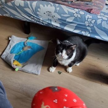 Catify My Home - My cat Tuna getting comfortable around Richard - Pet Sitting Near Me - Sarasota, Florida