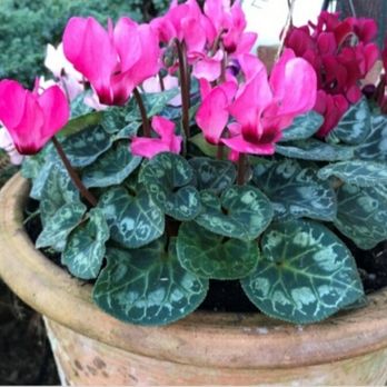 Armstrong Garden Centers - Nurseries & Gardening Near Me - Long Beach, California Armstrong Garden Centers - Nurseries & Gardening Near Me - Long Beach, California