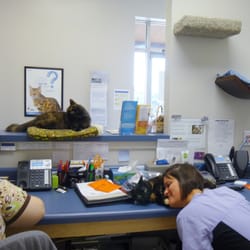 Mahomet Animal Hospital - reception area