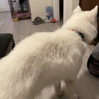 Pups in Tubs - EDDIE O IS FULL OF SHIT - Pet Groomers Near Me - Los Angeles, California