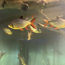Aquarium