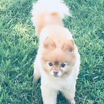 Vanity Furs - Pet Groomers Near Me - Jacksonville, Florida