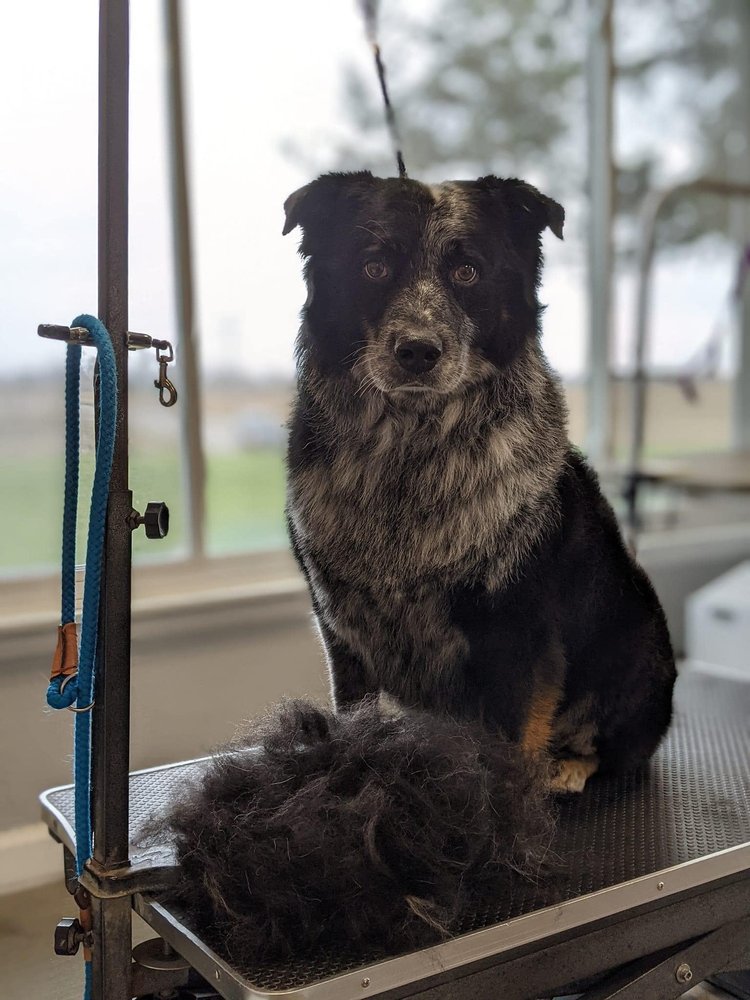 HEARTLAND KENNELS Updated September 2024 146 Photos 4008 80th St