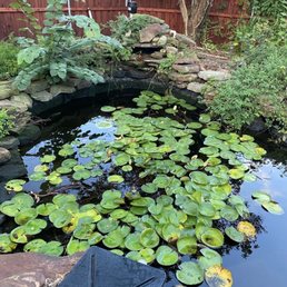 Before picture of Koi pond Before picture of Koi pond