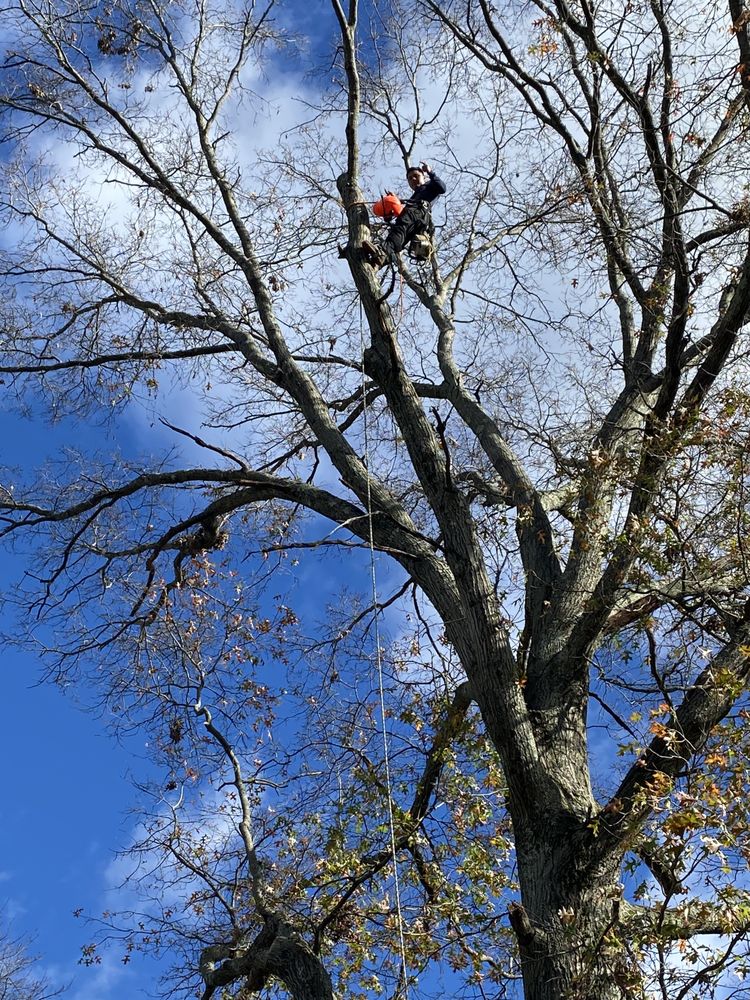 Javier’s Landscaping & Tree Services - tree service in Lynn, MA