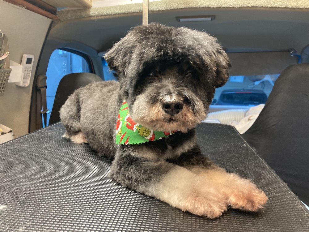 SUD WOOFERS GROOMING 40 Photos & 14 Reviews Kirkland, Washington Pet Groomers Phone