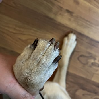 PetSmart - Post "nailgrind" - Pet Training Near Me - Jacksonville, North Carolina