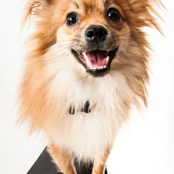 Veterinary Eye Institute Plano - Veterinarians Near Me - Plano, Texas Veterinary Eye Institute Plano - Veterinarians Near Me - Plano, Texas