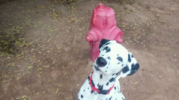 piccolis natural pet food