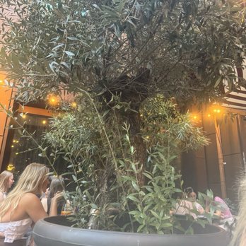 L'Osteria - Olive tree - Italian Near Me - Offenbach am Main, HE