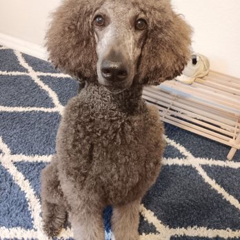 Cisco Standard Poodles - Charlotte from black to grey. - Pet Training Near Me - New Smyrna Beach , Florida Cisco Standard Poodles - Charlotte from black to grey. - Pet Training Near Me - New Smyrna Beach , Florida