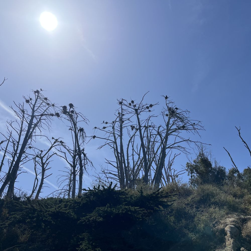 Central Coast Outdoors - Cormorants busy building their nests - Tours Near Me - Morro Bay, California