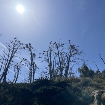 Central Coast Outdoors - Cormorants busy building their nests - Tours Near Me - Morro Bay, California Central Coast Outdoors - Cormorants busy building their nests - Tours Near Me - Morro Bay, California