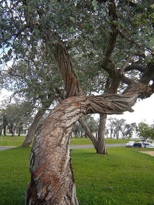 Pontão Lago Sul by null