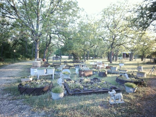 The Laurel Tree by null