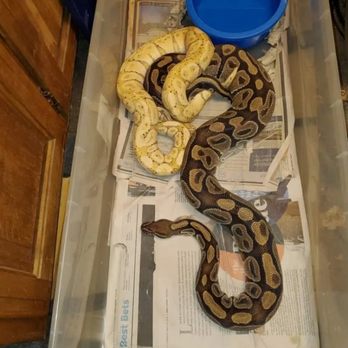 Deep Dark Reptiles - Breeding ball pythons banana x normal - Reptile Shops Near Me