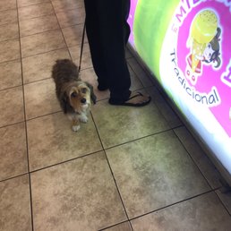 You can bring your dogs