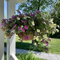The Bigsby Market - 3-4 varieties in one basket