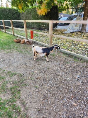 Maplewood Farm by null