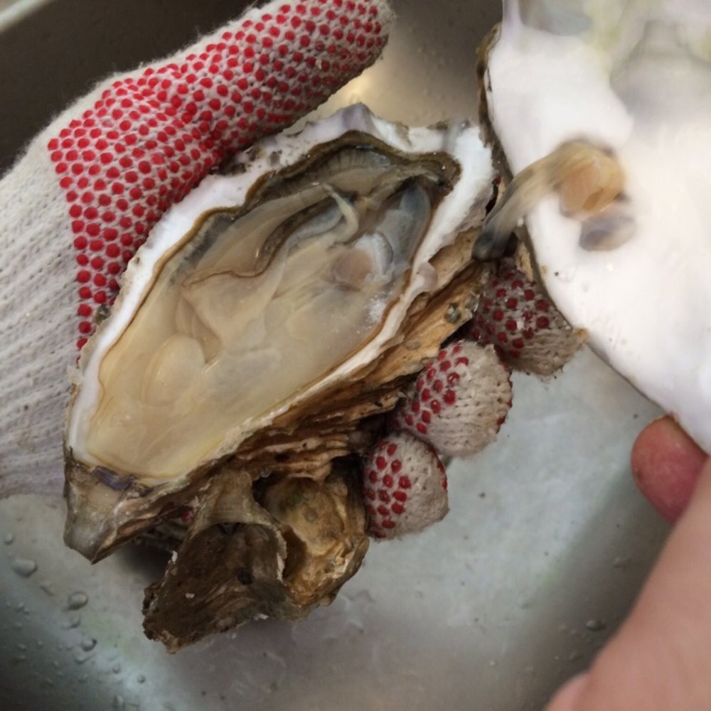 Pacific Fresh Fish - Just opened, fresh oyster in sea salt water - Seafood Markets Near Me - Los Angeles, California Pacific Fresh Fish - Just opened, fresh oyster in sea salt water - Seafood Markets Near Me - Los Angeles, California