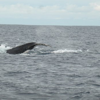 Captain Cook Cruises - Whale watching tour - Travel Services Near Me - Sydney, NSW Captain Cook Cruises - Whale watching tour - Travel Services Near Me - Sydney, NSW