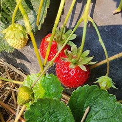 Chesterfield Berry Farm