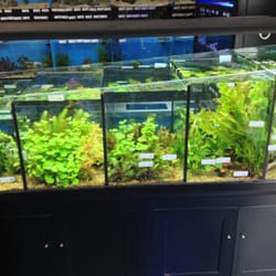 Age of Aquariums - Plants!!!!! Finally!!! And they look great compared to the six other stores in town!!!