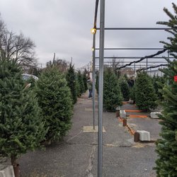Nessralla's Farm of Marshfield - Christmas trees for sale