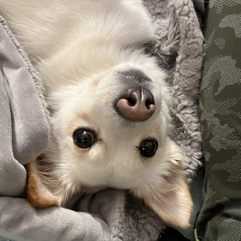 Love & Second Chances - Dog - Pet Adoption Near Me