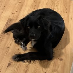 Barks At The Breckenridge