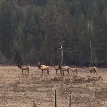 Clark Fork Lodge - Just a smidgen of the heard. - Hotels Near Me - Clark Fork, Idaho