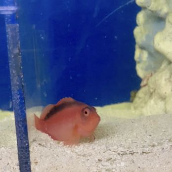 Aquarium Designs - Pet Stores Near Me - San Antonio, Texas