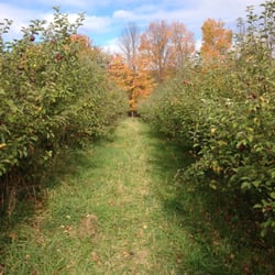 Lone Maple Farm - Row of Apple Trees.