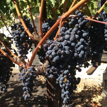 Boutique Wine Tours - Wine Tours Near Me Boutique Wine Tours - Wine Tours Near Me
