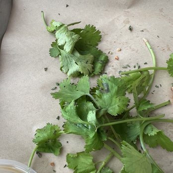 Nguyen's Kitchen - Cilantro with black spots. - Asian Fusion Near Me - Carson, California Nguyen's Kitchen - Cilantro with black spots. - Asian Fusion Near Me - Carson, California