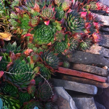 Mariposa Gardening & Design - Succulents adorning the stonework - Gardeners Near Me Mariposa Gardening & Design - Succulents adorning the stonework - Gardeners Near Me