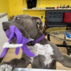 Trippy Smoke Shop - Funny, friendly dog greets you with a smile!