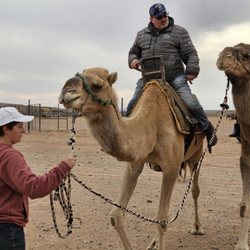 Camel Safari - Me & Lodi with Allie the Ranch Zoologist