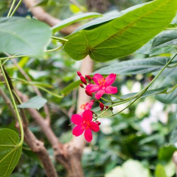 Lincoln Park Conservatory - Parks Near Me - Chicago, Illinois Lincoln Park Conservatory - Parks Near Me - Chicago, Illinois