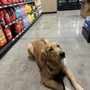 Photo of Kahoots Pet Store