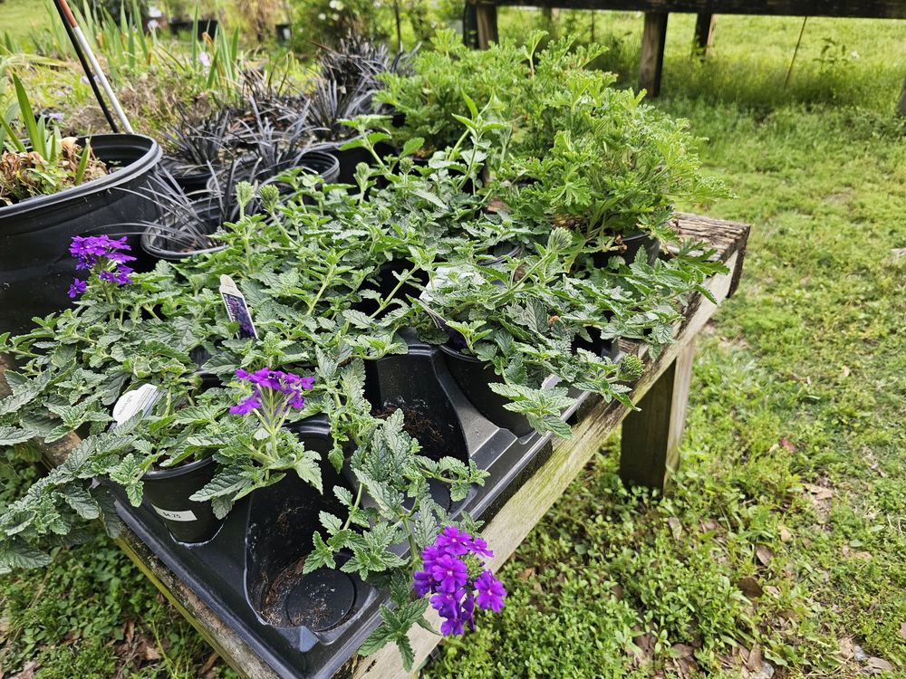 Back to Nature Garden Center - wedding in Augusta, GA