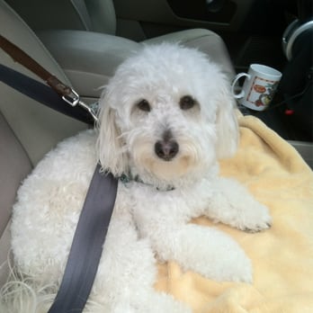 Suds Em Yourself - Feeling quite handsome after his bath, Henry buckles up and heads for home! One happy puppy.  :-) - Pet Groomers Near Me - Eugene, Oregon