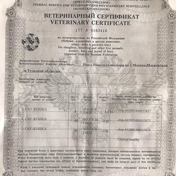 Cozy Cats NY - Fake Russian documentation that came with my kitten - Pet Breeders Near Me