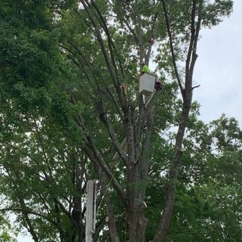 Laton's Tree Service - Tree Services Near Me - Albemarle, North Carolina Laton's Tree Service - Tree Services Near Me - Albemarle, North Carolina