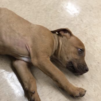Petco - Pet Training Near Me - Denver, Colorado