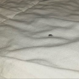 Bugs on the bed, mold in the bathrooms, dirty linens Bugs on the bed, mold in the bathrooms, dirty linens